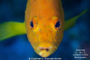 "Golden Portrait"
A rare golden coney. No filters used: ... by Susannah H. Snowden-Smith 